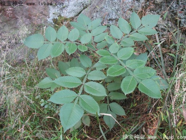 <a href='http://www.zishuwang.com.cn/linmuzhongzi/2283.html' target='_blank'>鹽膚木</a><a href='http://www.zishuwang.com.cn/' target='_blank'>種子</a>