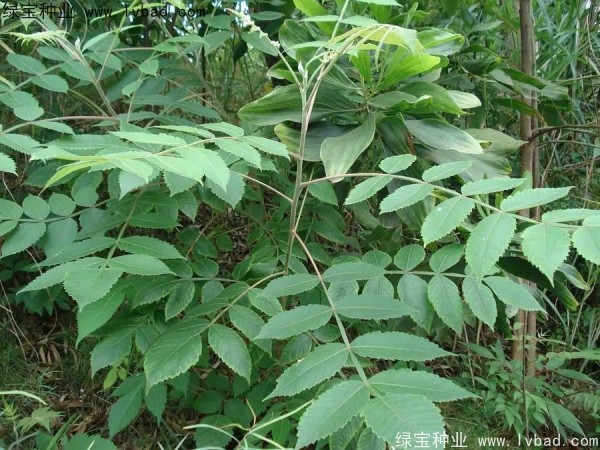 <a href='http://www.zishuwang.com.cn/linmuzhongzi/2283.html' target='_blank'>鹽膚木種子</a>
