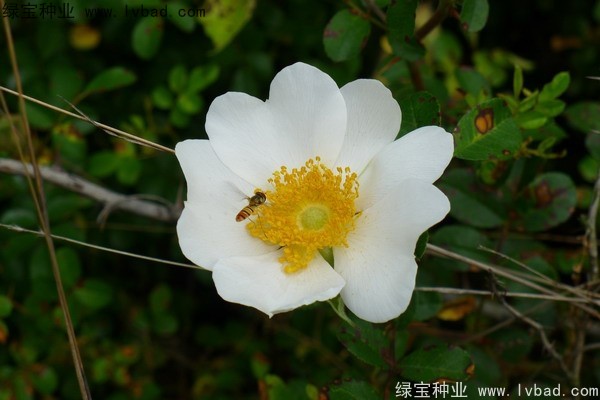 <a href='http://www.zishuwang.com.cn/yaocaizhongzi/2294.html' target='_blank'>金櫻子</a><a href='http://www.zishuwang.com.cn/' target='_blank'>種子</a>