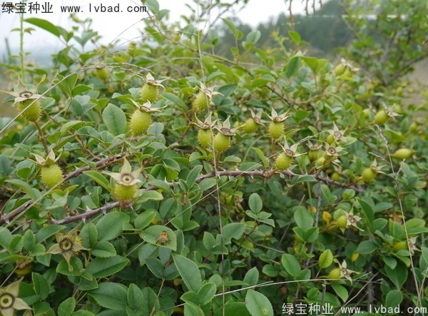 <a href='http://www.zishuwang.com.cn/yaocaizhongzi/2294.html' target='_blank'>金櫻子種子</a>