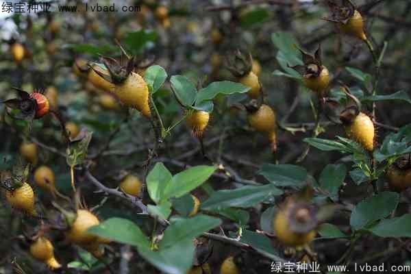 <a href='http://www.zishuwang.com.cn/yaocaizhongzi/2294.html' target='_blank'>金櫻子種子</a>