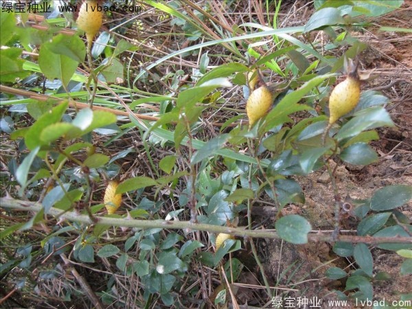 <a href='http://www.zishuwang.com.cn/yaocaizhongzi/2294.html' target='_blank'>金櫻子</a><a href='http://www.zishuwang.com.cn/' target='_blank'>種子</a>