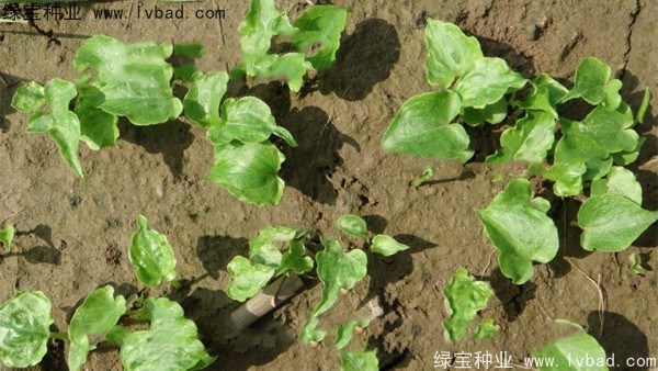 <a href='http://www.zishuwang.com.cn/yaocaizhongzi/2303.html' target='_blank'>天南星種子</a>