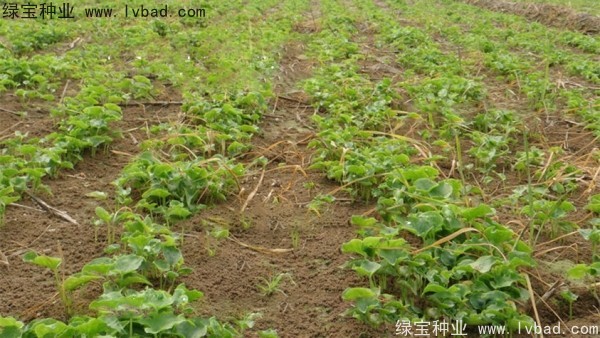 天南星<a href='http://www.zishuwang.com.cn/' target='_blank'>種子</a>