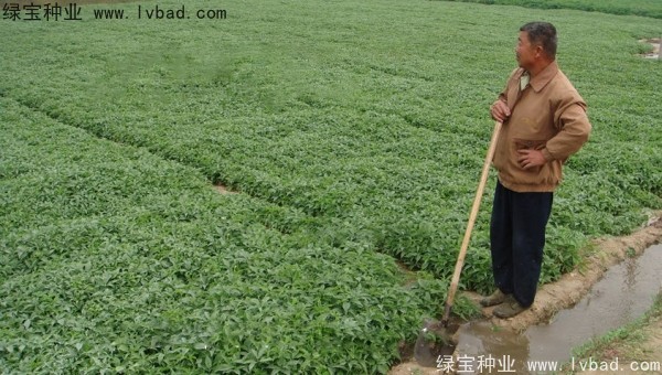 天南星<a href='http://www.zishuwang.com.cn/' target='_blank'>種子</a>