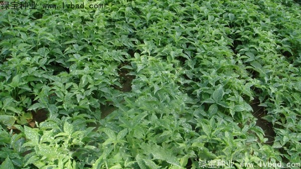 <a href='http://www.zishuwang.com.cn/yaocaizhongzi/2303.html' target='_blank'>天南星種子</a>