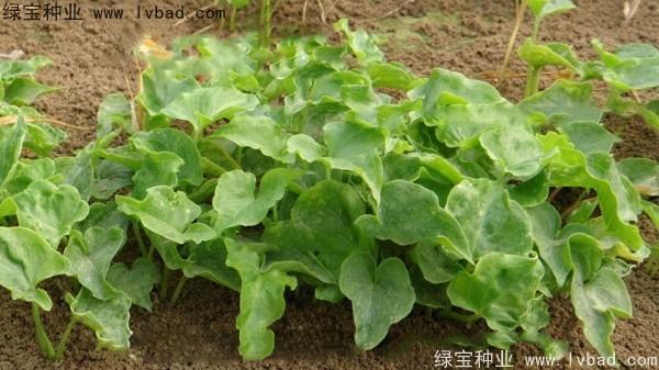 <a href='http://www.zishuwang.com.cn/yaocaizhongzi/2303.html' target='_blank'>天南星種子</a>