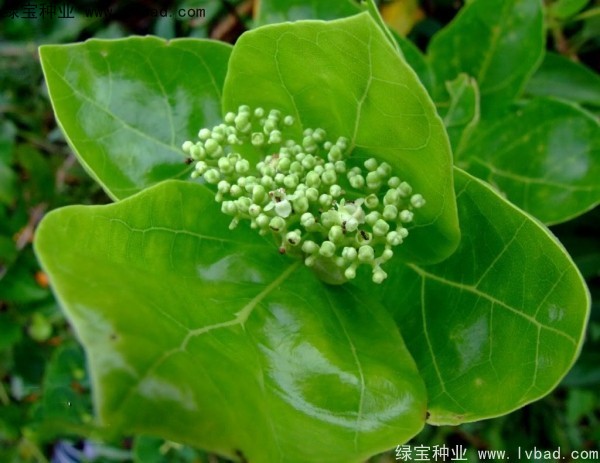 黃荊<a href='http://www.zishuwang.com.cn/' target='_blank'>種子</a>