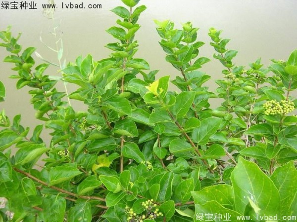 <a href='http://www.zishuwang.com.cn/yaocaizhongzi/2320.html' target='_blank'>黃荊種子</a>