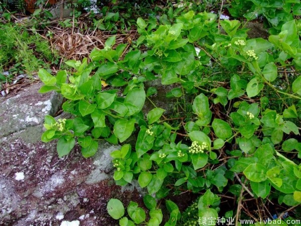 黃荊<a href='http://www.zishuwang.com.cn/' target='_blank'>種子</a>
