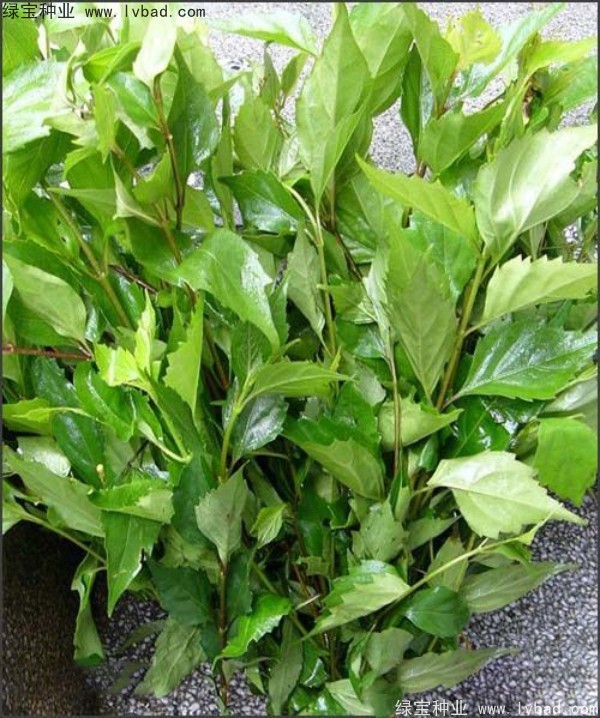 黃荊<a href='http://www.zishuwang.com.cn/' target='_blank'>種子</a>