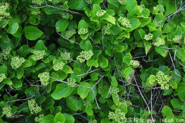 <a href='http://www.zishuwang.com.cn/yaocaizhongzi/2320.html' target='_blank'>黃荊種子</a>