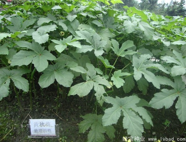 <a href='http://www.zishuwang.com.cn/yaocaizhongzi/2331.html' target='_blank'>黃秋葵種子</a>