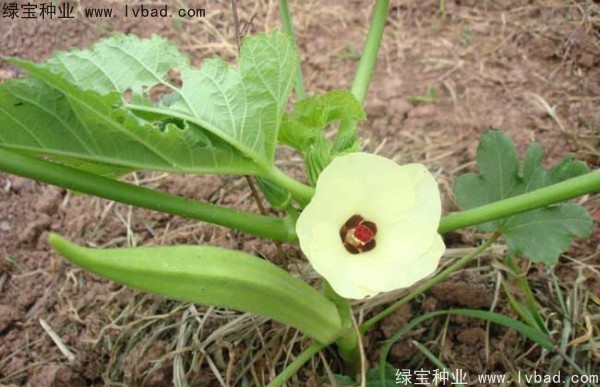 <a href='http://www.zishuwang.com.cn/yaocaizhongzi/2331.html' target='_blank'>黃秋葵種子</a>
