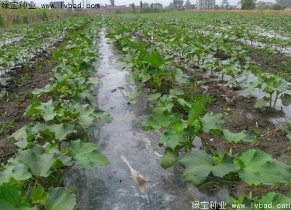 <a href='http://www.zishuwang.com.cn/yaocaizhongzi/2331.html' target='_blank'>黃秋葵</a><a href='http://www.zishuwang.com.cn/' target='_blank'>種子</a>