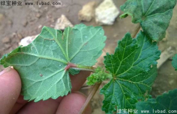 黃秋葵<a href='http://www.zishuwang.com.cn/' target='_blank'>種子</a>