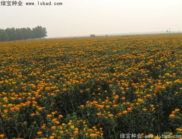 <a href='http://www.zishuwang.com.cn/yaocaizhongzi/2335.html' target='_blank'>紅花種子</a>