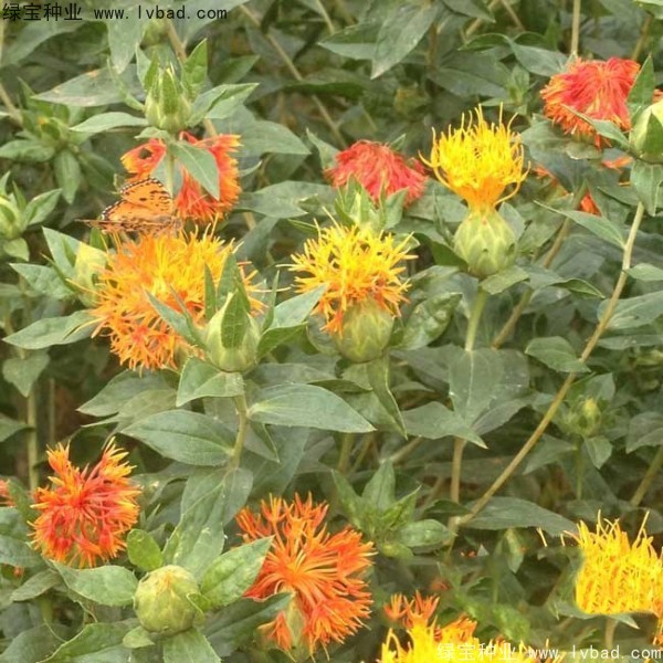 <a href='http://www.zishuwang.com.cn/yaocaizhongzi/2335.html' target='_blank'>紅花種子</a>