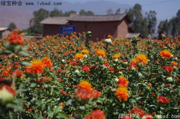 <a href='http://www.zishuwang.com.cn/yaocaizhongzi/2335.html' target='_blank'>紅花</a><a href='http://www.zishuwang.com.cn/' target='_blank'>種子</a>