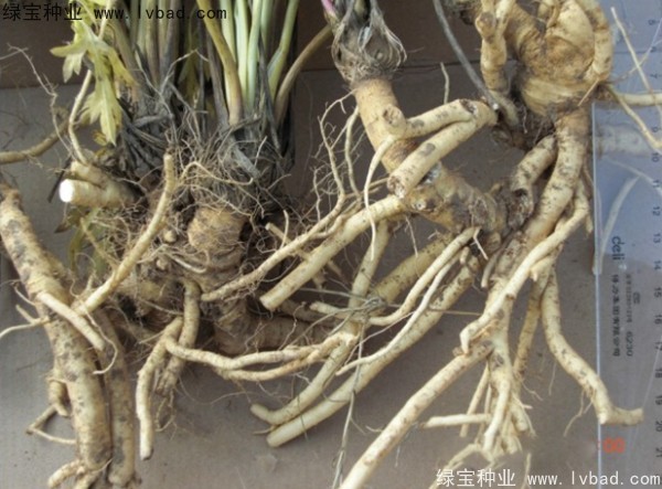 <a href='http://www.zishuwang.com.cn/yaocaizhongzi/2349.html' target='_blank'>防風(fēng)種子</a>
