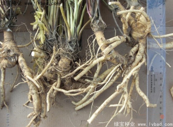 <a href='http://www.zishuwang.com.cn/yaocaizhongzi/2349.html' target='_blank'>防風(fēng)種子</a>