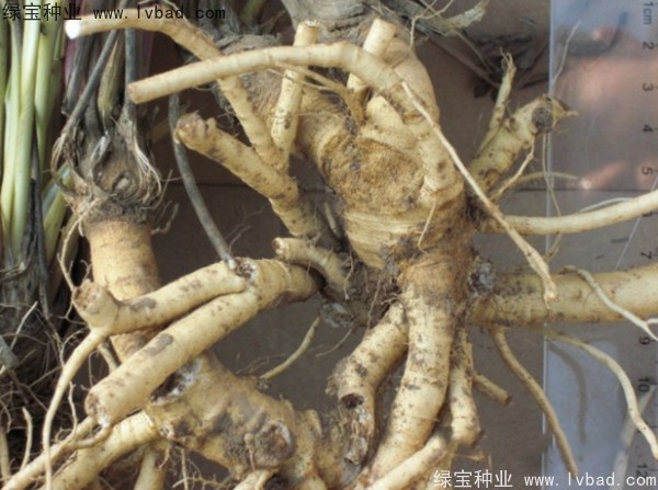 防風(fēng)<a href='http://www.zishuwang.com.cn/' target='_blank'>種子</a>