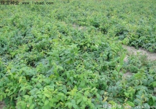 金銀花<a href='http://www.zishuwang.com.cn/' target='_blank'>種子</a>