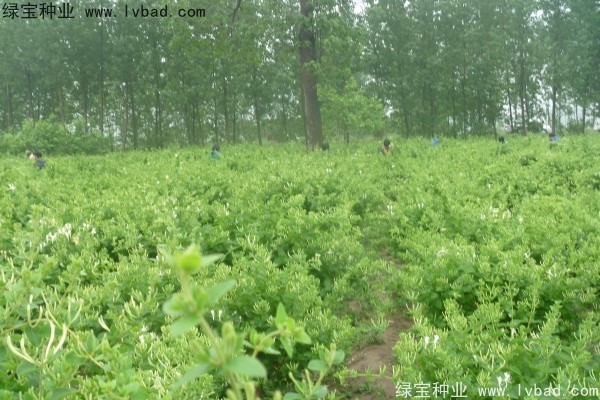 <a href='http://www.zishuwang.com.cn/yaocaizhongzi/2356.html' target='_blank'>金銀花</a><a href='http://www.zishuwang.com.cn/' target='_blank'>種子</a>