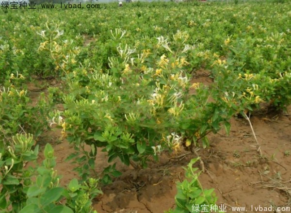 <a href='http://www.zishuwang.com.cn/yaocaizhongzi/2356.html' target='_blank'>金銀花種子</a>