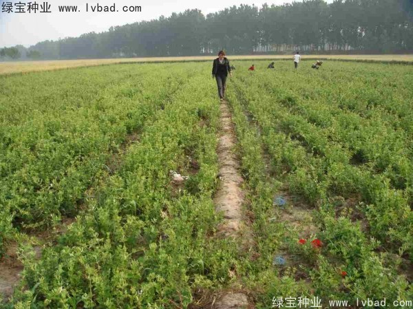 金銀花<a href='http://www.zishuwang.com.cn/' target='_blank'>種子</a>