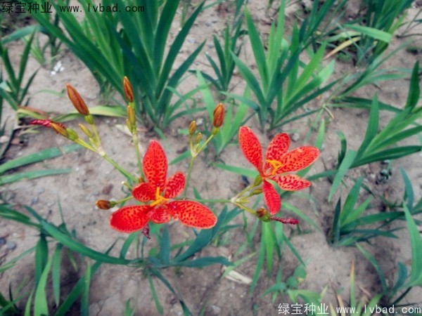 <a href='http://www.zishuwang.com.cn/yaocaizhongzi/2367.html' target='_blank'>射干種子</a>