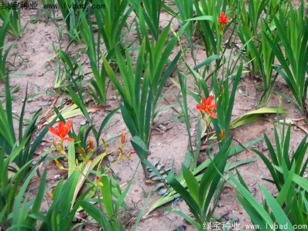 射干<a href='http://www.zishuwang.com.cn/' target='_blank'>種子</a>