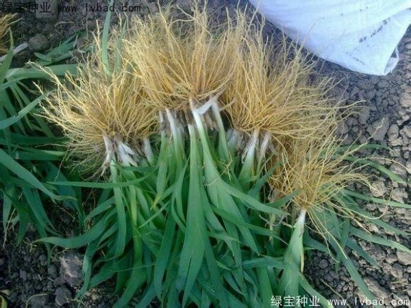 <a href='http://www.zishuwang.com.cn/yaocaizhongzi/2367.html' target='_blank'>射干</a><a href='http://www.zishuwang.com.cn/' target='_blank'>種子</a>