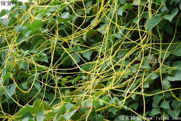 <a href='http://www.zishuwang.com.cn/yaocaizhongzi/2369.html' target='_blank'>菟絲子種子</a>