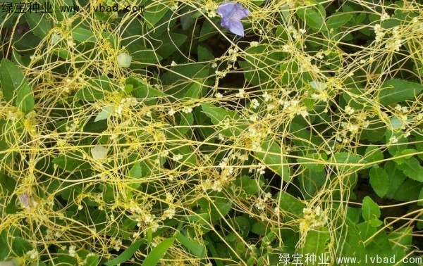 <a href='http://www.zishuwang.com.cn/yaocaizhongzi/2369.html' target='_blank'>菟絲子種子</a>