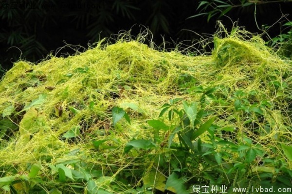 <a href='http://www.zishuwang.com.cn/yaocaizhongzi/2369.html' target='_blank'>菟絲子</a><a href='http://www.zishuwang.com.cn/' target='_blank'>種子</a>