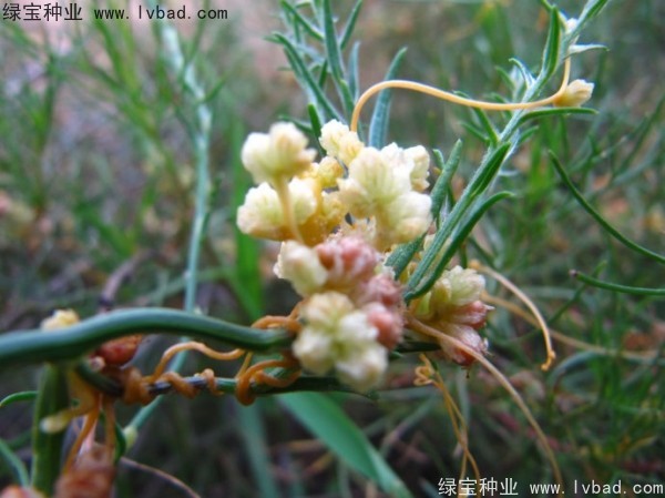 <a href='http://www.zishuwang.com.cn/yaocaizhongzi/2369.html' target='_blank'>菟絲子種子</a>