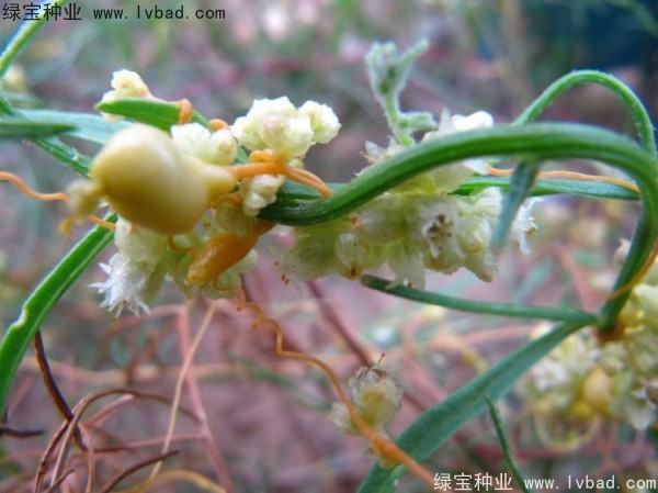 菟絲子<a href='http://www.zishuwang.com.cn/' target='_blank'>種子</a>
