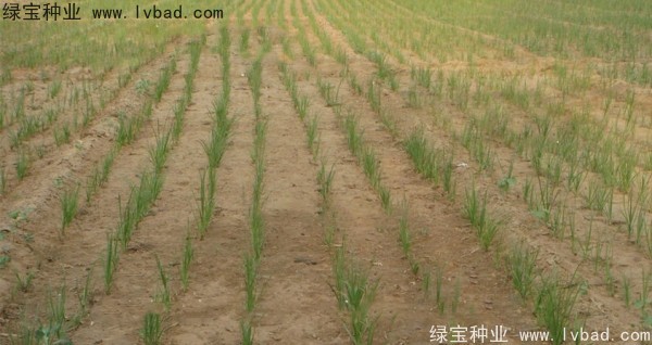 <a href='http://www.zishuwang.com.cn/yaocaizhongzi/2371.html' target='_blank'>知母種子</a>
