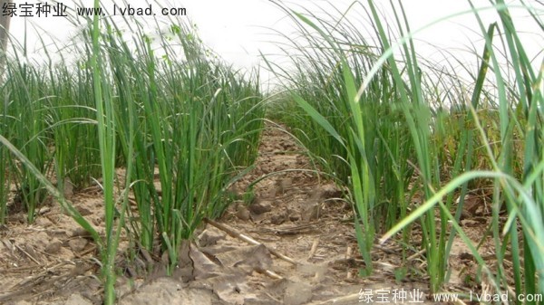 <a href='http://www.zishuwang.com.cn/yaocaizhongzi/2371.html' target='_blank'>知母種子</a>