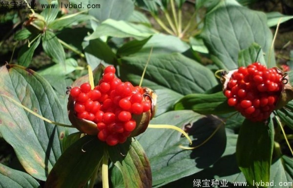 <a href='http://www.zishuwang.com.cn/yaocaizhongzi/2373.html' target='_blank'>重樓種子</a>