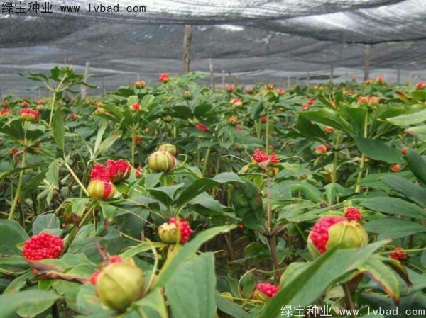 <a href='http://www.zishuwang.com.cn/yaocaizhongzi/2373.html' target='_blank'>重樓種子</a>