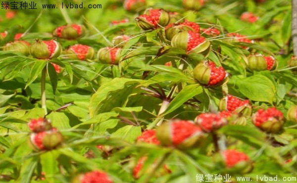 重樓<a href='http://www.zishuwang.com.cn/' target='_blank'>種子</a>