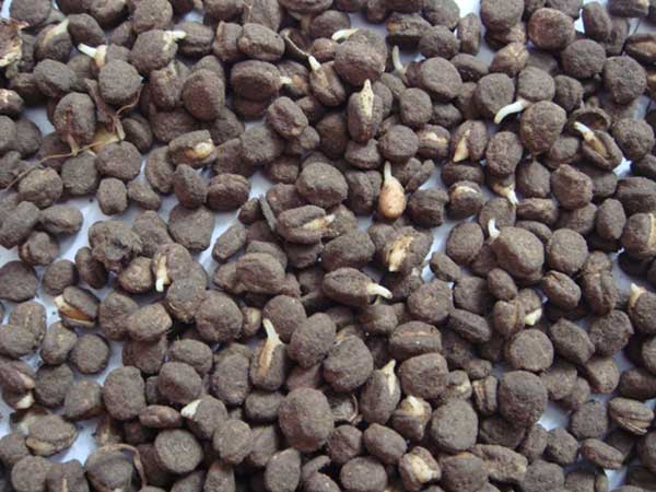 <a href='http://www.zishuwang.com.cn/yaocaizhongzi/2364.html' target='_blank'>人參種子</a>發(fā)芽出苗圖片