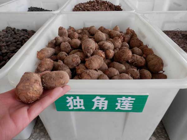 <a href='http://www.zishuwang.com.cn/yaocaizhongzi/2348.html' target='_blank'>獨(dú)角蓮</a>種球種根圖片