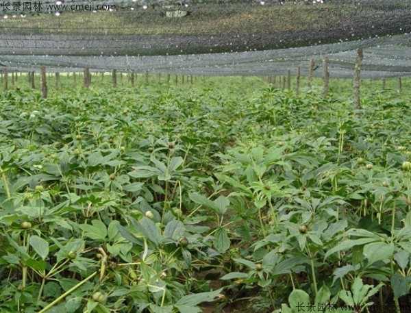 獨(dú)角蓮<a href='http://www.zishuwang.com.cn/' target='_blank'>種子</a>發(fā)芽出苗圖片