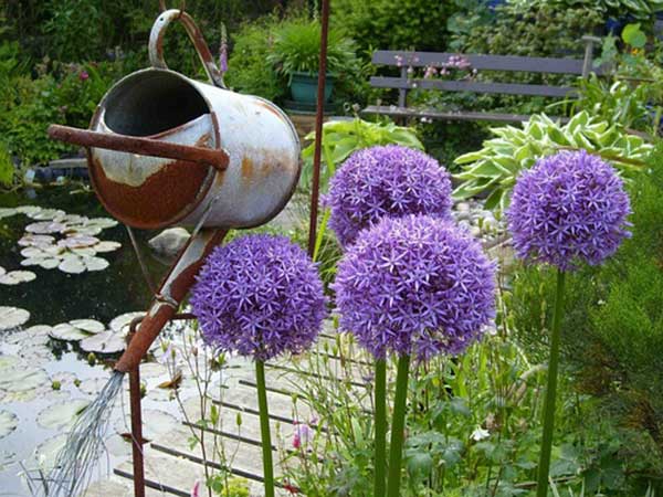 <a href='http://www.zishuwang.com.cn/caohuazhongzi/1039.html' target='_blank'>大花蔥種子</a>發(fā)芽出苗開(kāi)花圖片