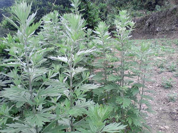 艾草<a href='http://www.zishuwang.com.cn/' target='_blank'>種子</a>發(fā)芽出苗圖片