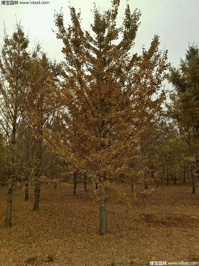 <a href='http://www.zishuwang.com.cn/linmuzhongzi/1778.html' target='_blank'>銀杏</a>樹圖片種植基地