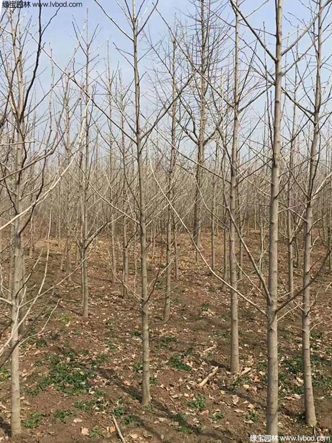 <a href='http://www.zishuwang.com.cn/xingdaoshu/3594.html' target='_blank'>銀杏樹</a>圖片種植基地